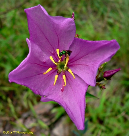 {Rhexia virginica}